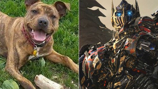 'Transformers: The Last Knight': Michael Bay ficha al "perro más solitario de Gran Bretaña" para la película noticias imagen