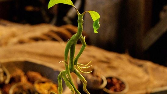 ‘Animales fantásticos y dónde encontrarlos’: Descubre la criatura mágica favorita de Newt Scamander noticias imagen