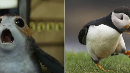 'Star Wars 8: Los últimos Jedi': Los Porgs en realidad son frailecillos espaciales noticias imagen