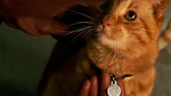 Definitivamente, el gato de 'Capitana Marvel' no es un gato noticias imagen