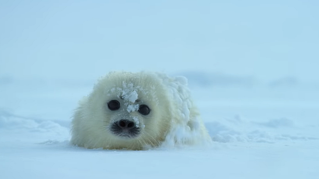 Muere de amor con los animales del tráiler de 'Our Planet', la nueva serie documental de Netflix noticias imagen