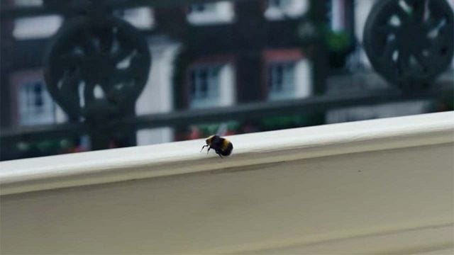 'Los Bridgerton': ¿Qué significan las abejas que vemos en la serie de Netflix? noticias imagen