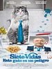 Cartel de Siete vidas, este gato es un peligro