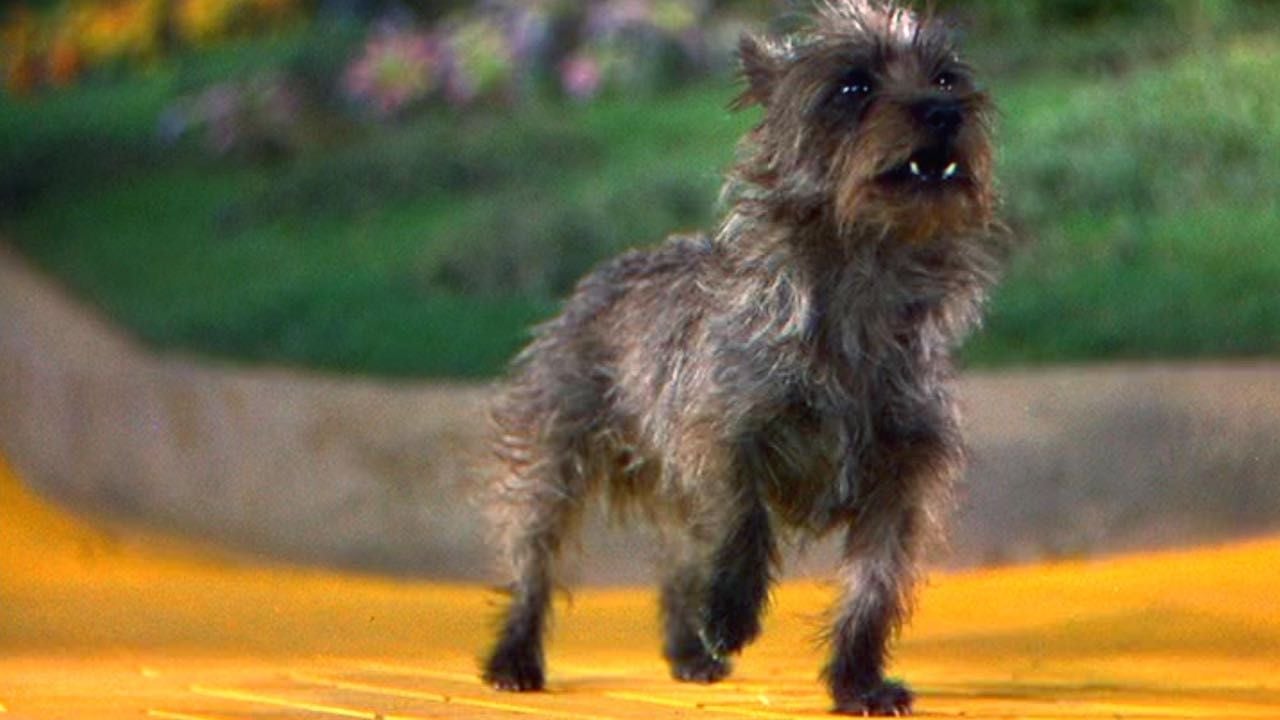 Terry como Toto en 'El mago de Oz'
