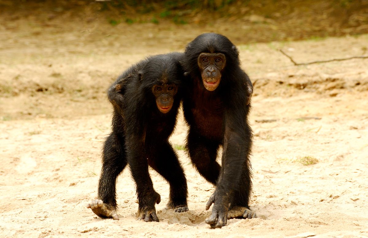 Foto de la película Bonobos Foto 52 por un total de 69