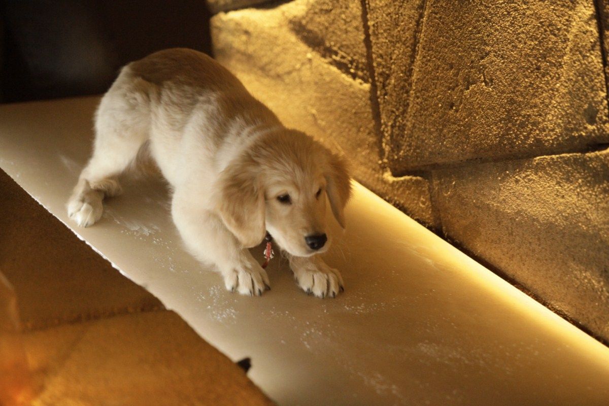 Todas Las Peliculas De Los Buddies Foto de Los buddies cazatesoros - Foto 8 sobre 10 - SensaCine.com