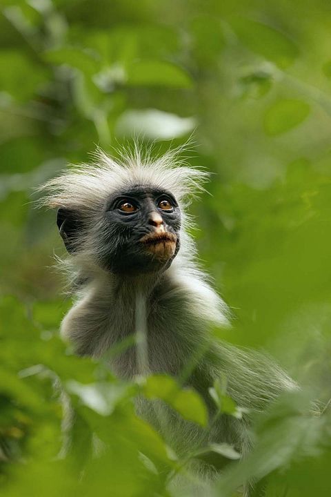 La vida secreta de los animales : Foto