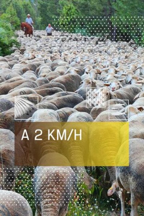 A 2 km/h : Cartel