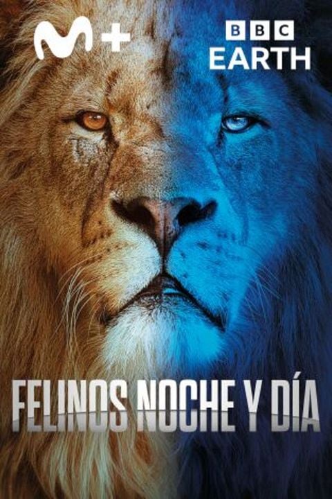 Felinos noche y día : Cartel