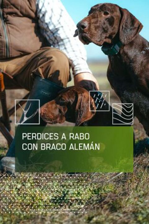 Perdices a rabo con braco alemán : Cartel