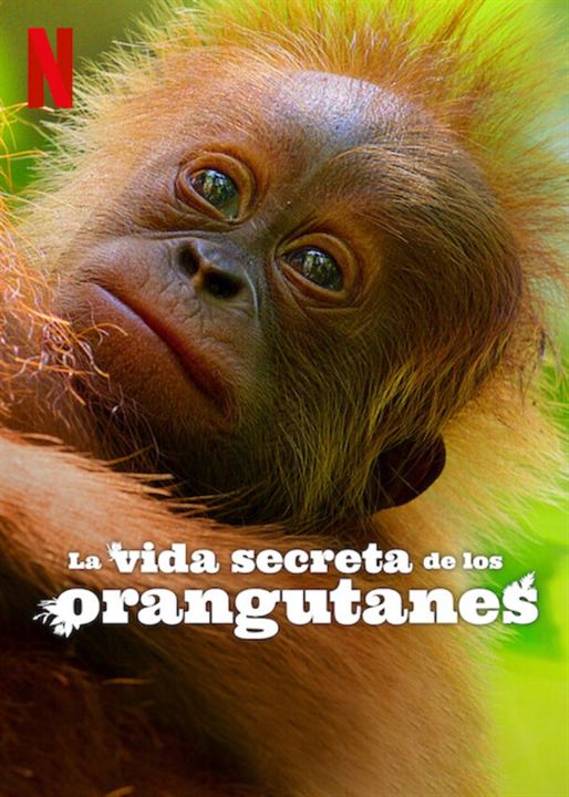 La vida secreta de los orangutanes : Cartel