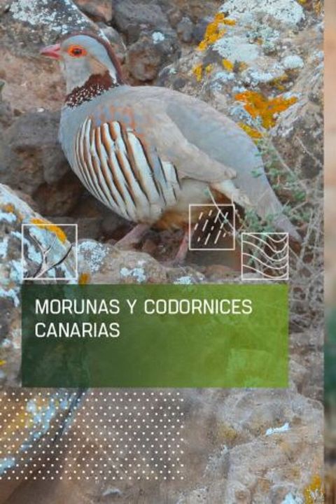 Morunas y codornices canarias : Cartel