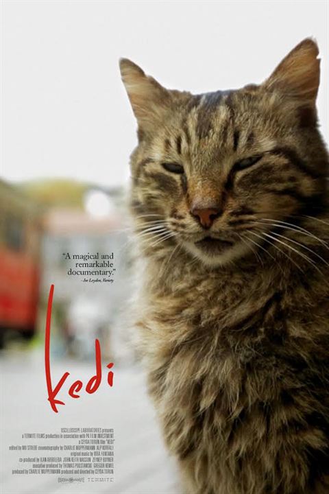 Kedi (Gatos de Estambul) : Cartel