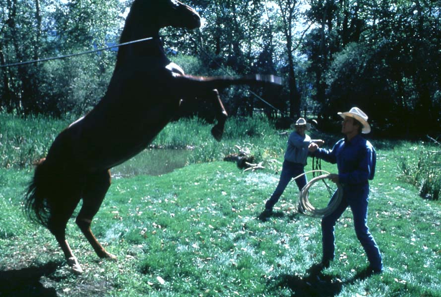 El hombre que susurraba a los caballos : Foto Robert Redford