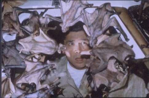 Bats (Murciélagos) : Foto