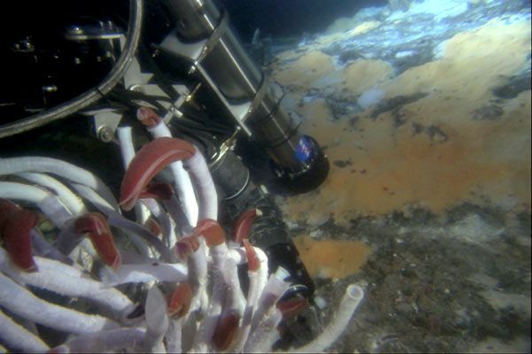 Misterios del océano : Foto