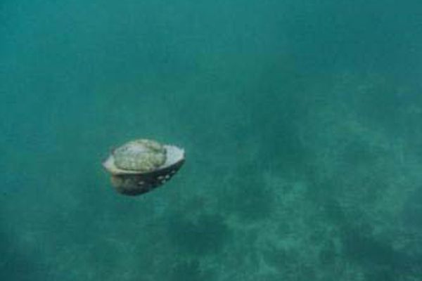 La fiebre del loco : Foto