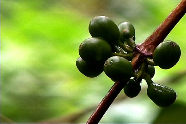 Oro negro : Foto