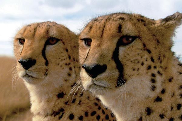 Foto Mario Andreacchio