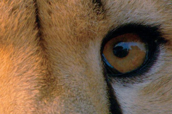 Foto Mario Andreacchio