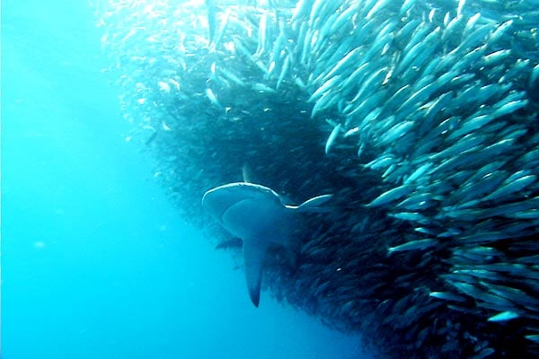 Tiburón, en las garras del hombre : Foto Rob Stewart