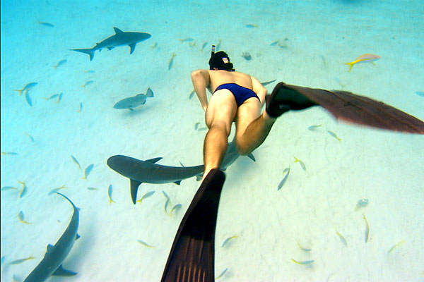Tiburón, en las garras del hombre : Foto Rob Stewart, Rob Stewart (II)