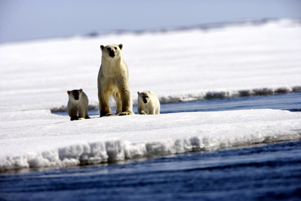 Los reyes del Ártico : Foto Sarah Robertson