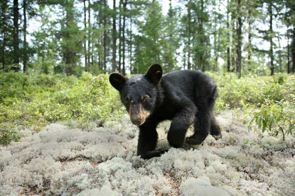 Mechón Blanco, las aventuras del pequeño castor : Foto