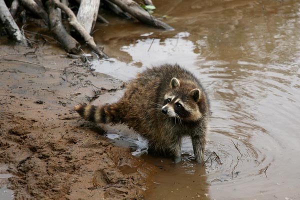 Mechón Blanco, las aventuras del pequeño castor : Foto