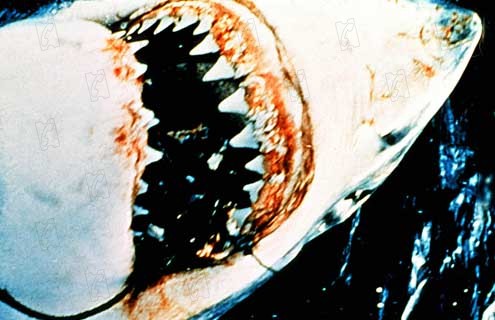 Tiburón : Foto Steven Spielberg