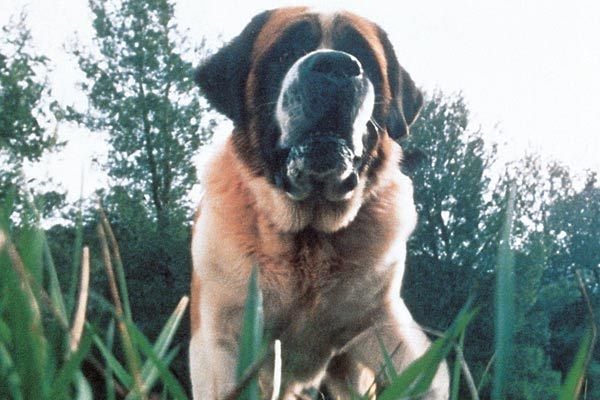 Cujo : Foto Lewis Teague