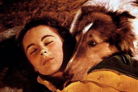 El coraje de Lassie : Foto Fred M. Wilcox, Elizabeth Taylor