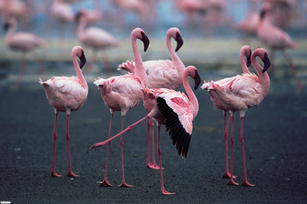 Disneynature. Crimson Wing : Foto Leander Ward, Matthew Aeberhard