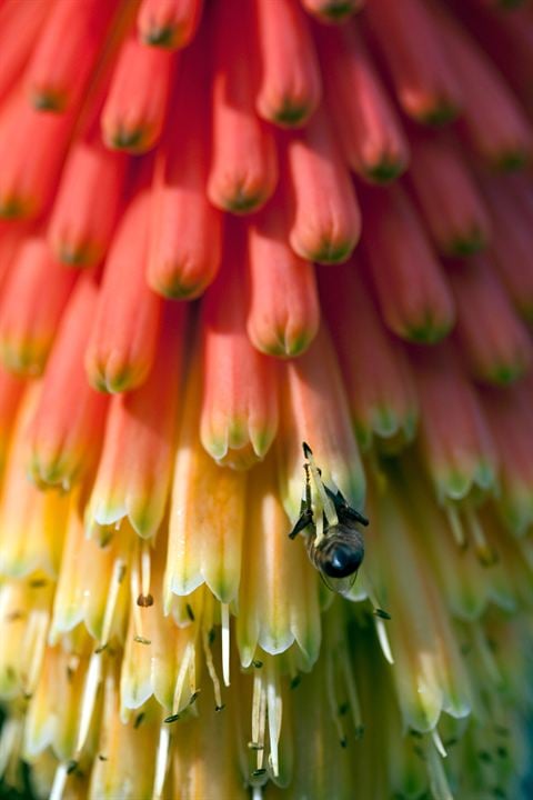 Disneynature: Wings of Life : Foto Louie Schwartzberg