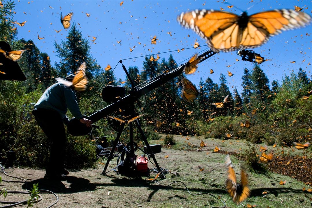 Disneynature: Wings of Life : Foto Louie Schwartzberg