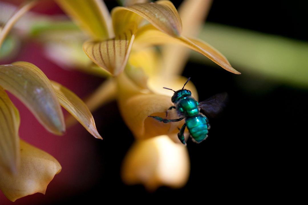 Disneynature: Wings of Life : Foto Louie Schwartzberg