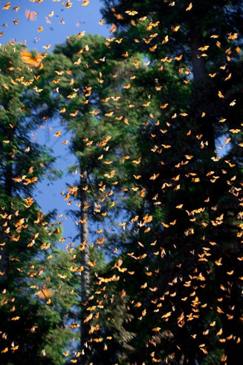 Disneynature: Wings of Life : Foto Louie Schwartzberg