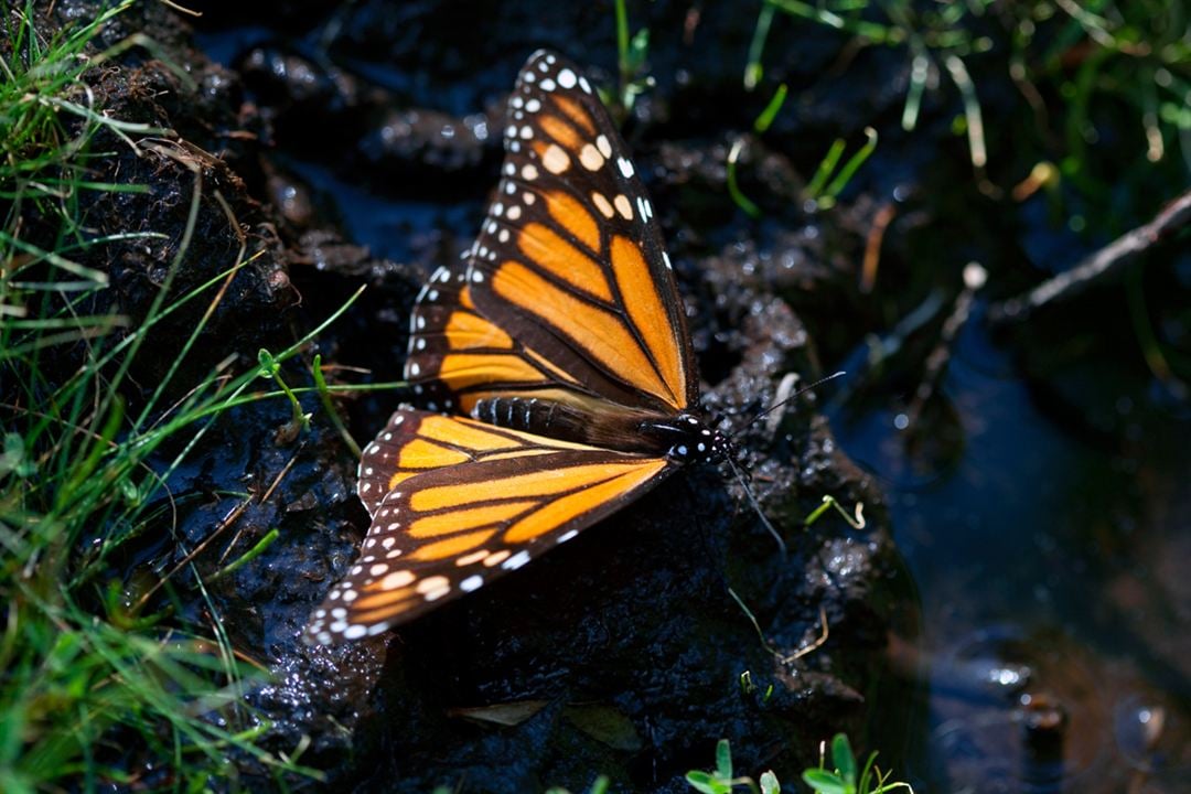 Disneynature: Wings of Life : Foto Louie Schwartzberg