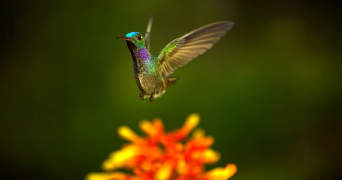 Disneynature: Wings of Life : Foto Louie Schwartzberg