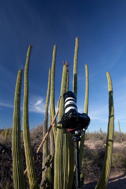 Disneynature: Wings of Life : Foto Louie Schwartzberg