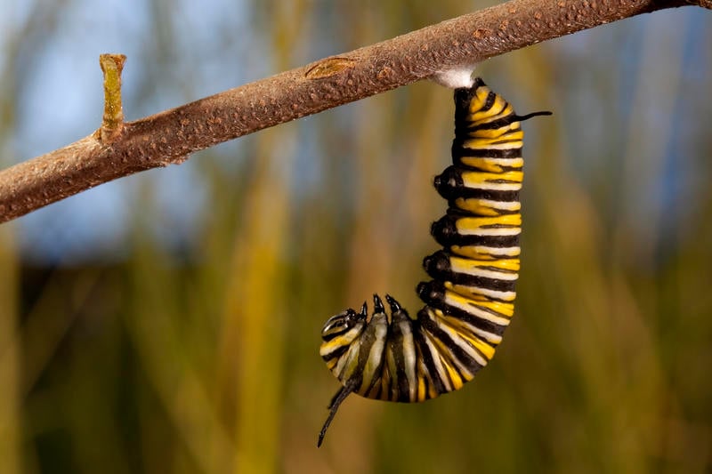 Disneynature: Wings of Life : Foto Louie Schwartzberg