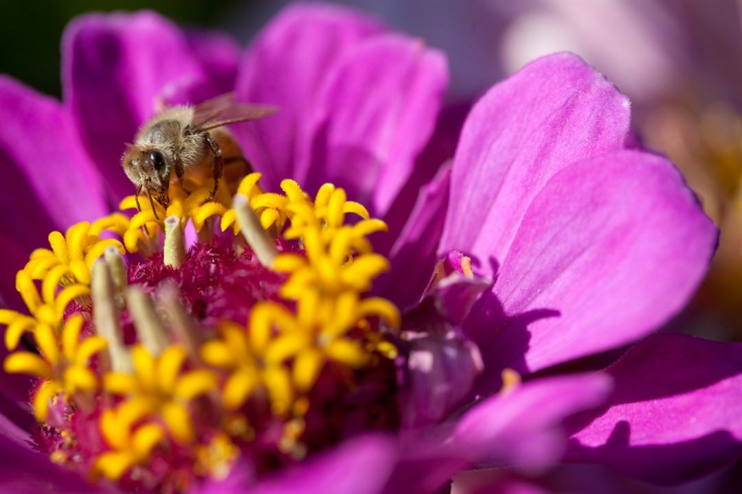 Disneynature: Wings of Life : Foto Louie Schwartzberg