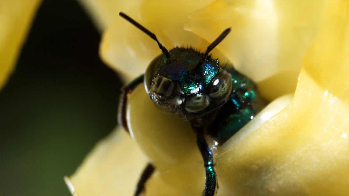 Disneynature: Wings of Life : Foto Louie Schwartzberg