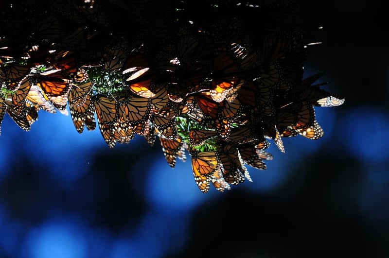 Disneynature: Wings of Life : Foto Louie Schwartzberg