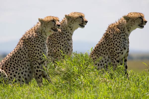 Grandes Felinos Africanos: El reino del coraje : Foto Alastair Fothergill, Keith Scholey