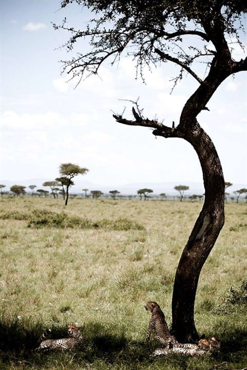 Grandes Felinos Africanos: El reino del coraje : Foto Alastair Fothergill, Keith Scholey