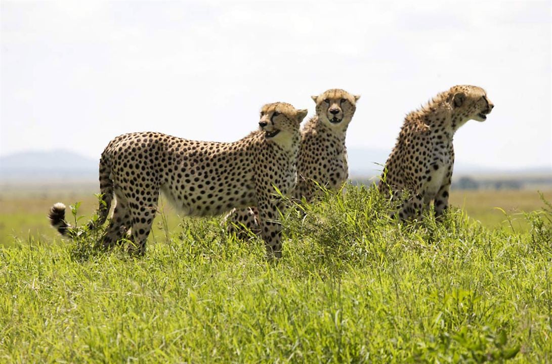 Grandes Felinos Africanos: El reino del coraje : Foto Alastair Fothergill, Keith Scholey