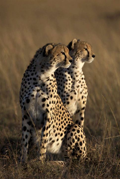 Grandes Felinos Africanos: El reino del coraje : Foto Alastair Fothergill, Keith Scholey