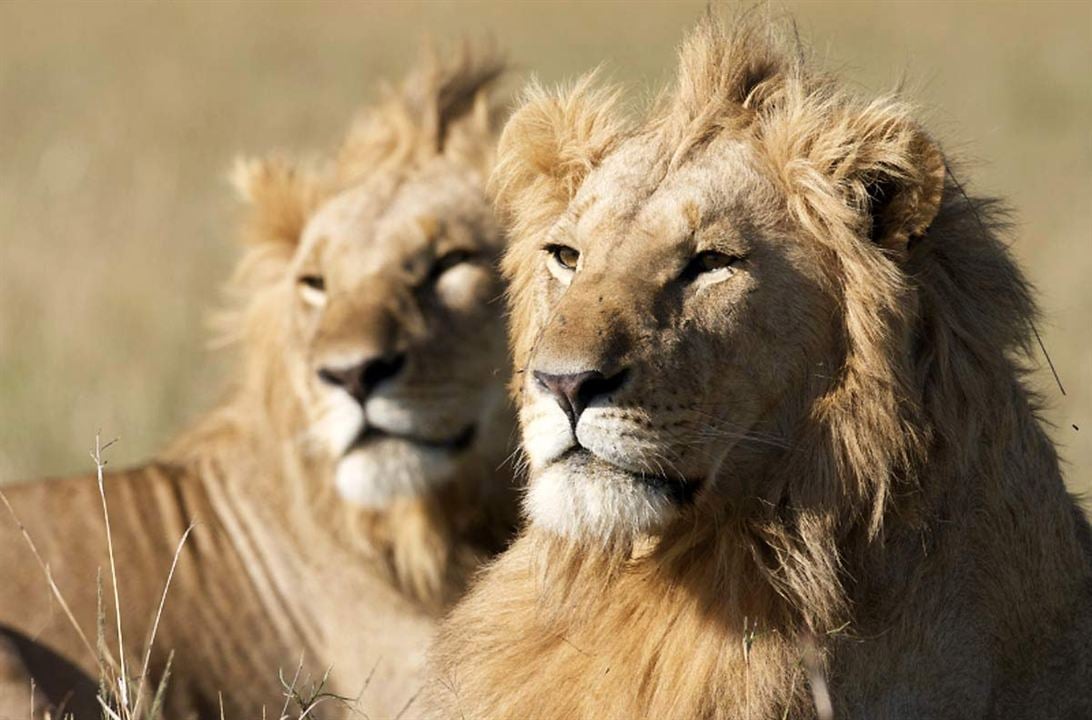 Grandes Felinos Africanos: El reino del coraje : Foto Keith Scholey, Alastair Fothergill