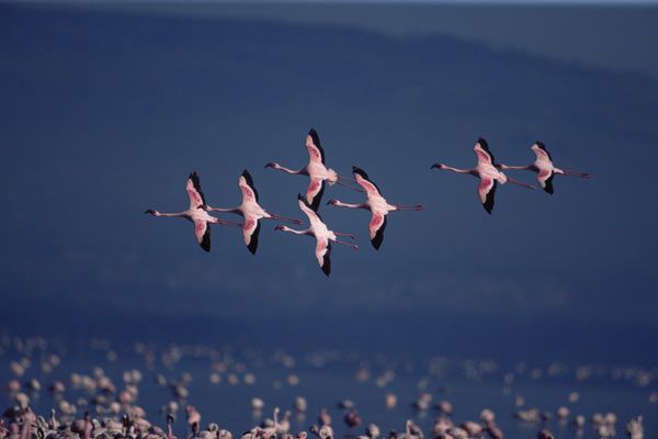 Disneynature. Crimson Wing : Foto